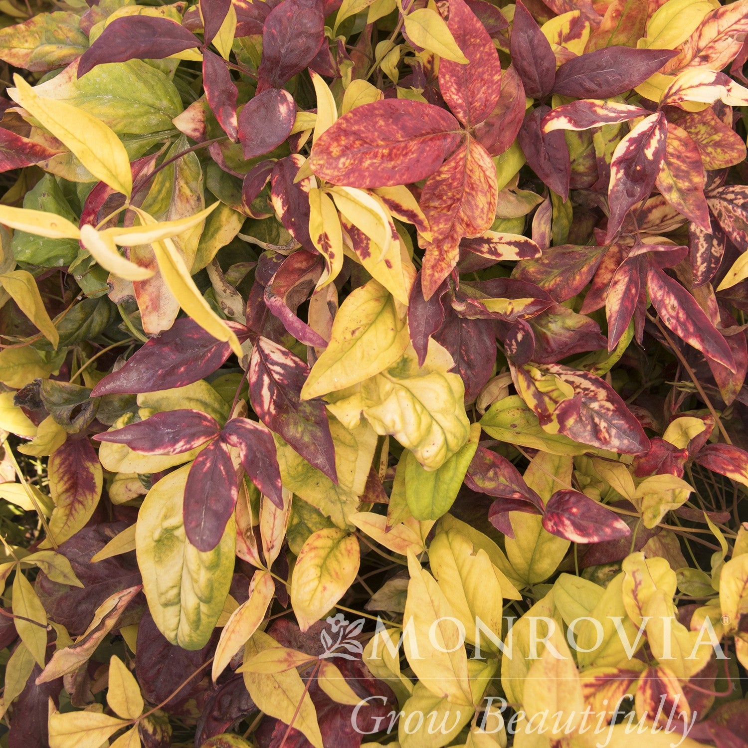 Nandina domestica 'Firepower' ~ Monrovia® Firepower Heavenly Bamboo-ServeScape