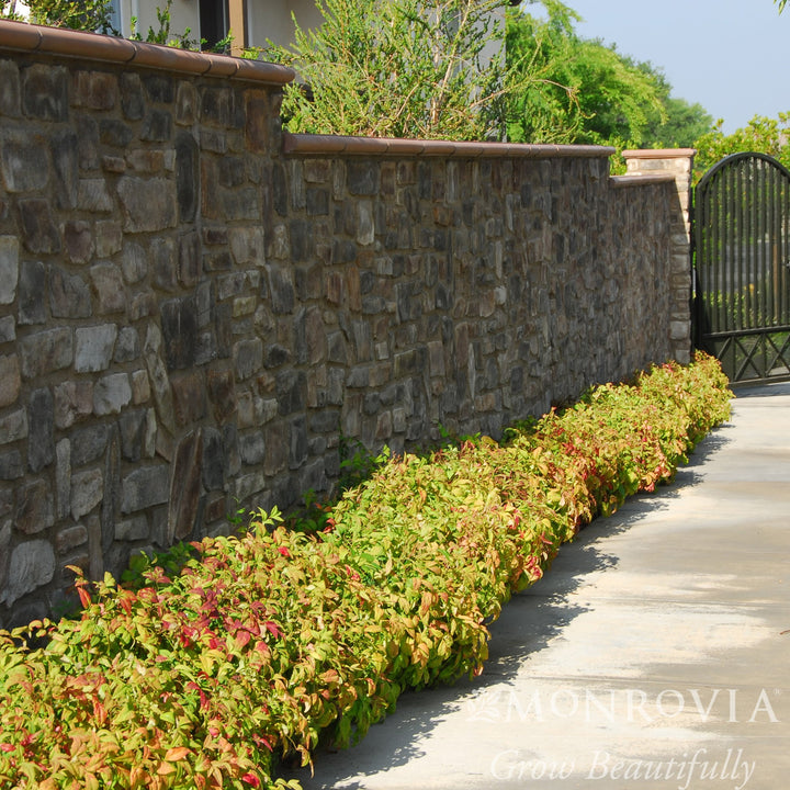 Nandina domestica 'Firepower' ~ Monrovia® Firepower Heavenly Bamboo-ServeScape