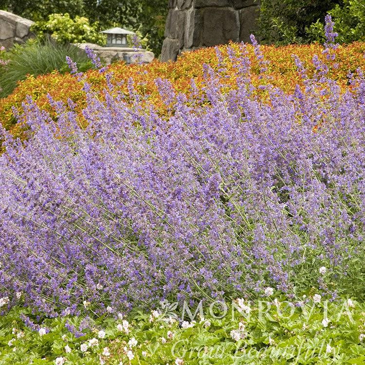 Nepeta racemosa 'Walker's Low' ~ Monrovia® Walker's Low Catmint-ServeScape