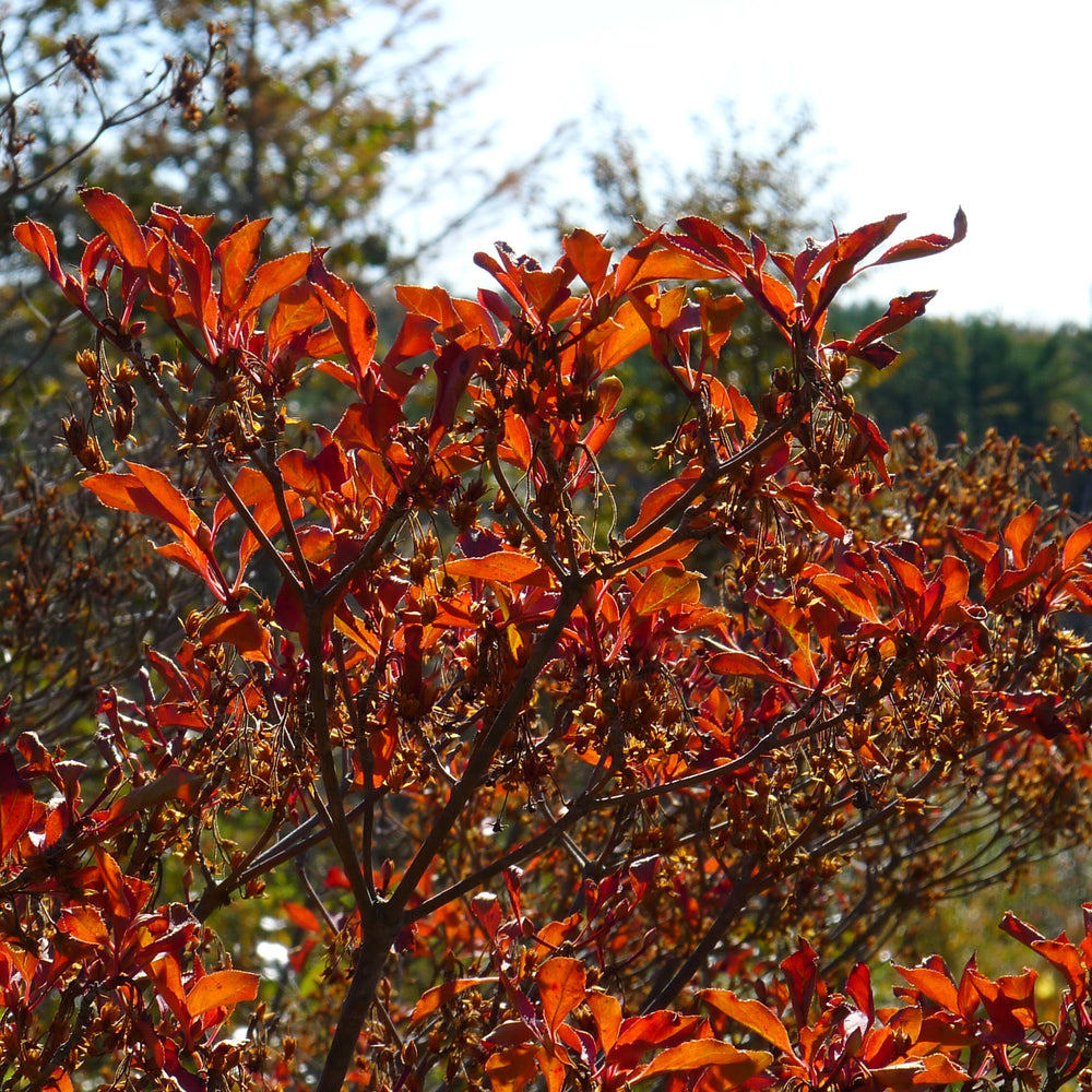 Enkianthus perulatus ~ Enkianthus-ServeScape