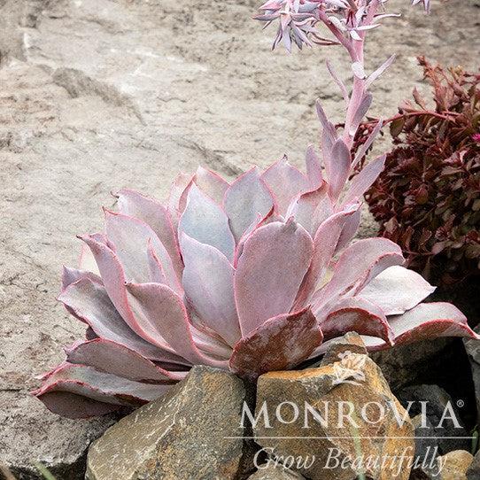 Echeveria 'Afterglow' ~ Monrovia® Afterglow Echeveria, Mexican Hens and Chicks-ServeScape