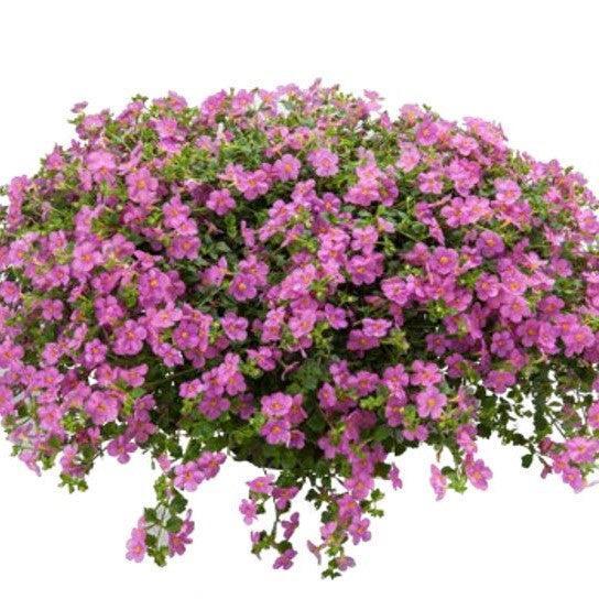 Sutera grandiflora 'Calypso Jumbo Rose' ~ Calypso™ Jumbo Rose Bacopa-ServeScape