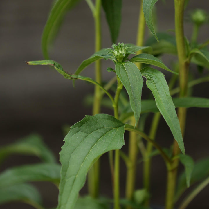 Echinacea purpurea 'PAS702917' ~ PowWow® Wild Berry Echinacea, Coneflower-ServeScape