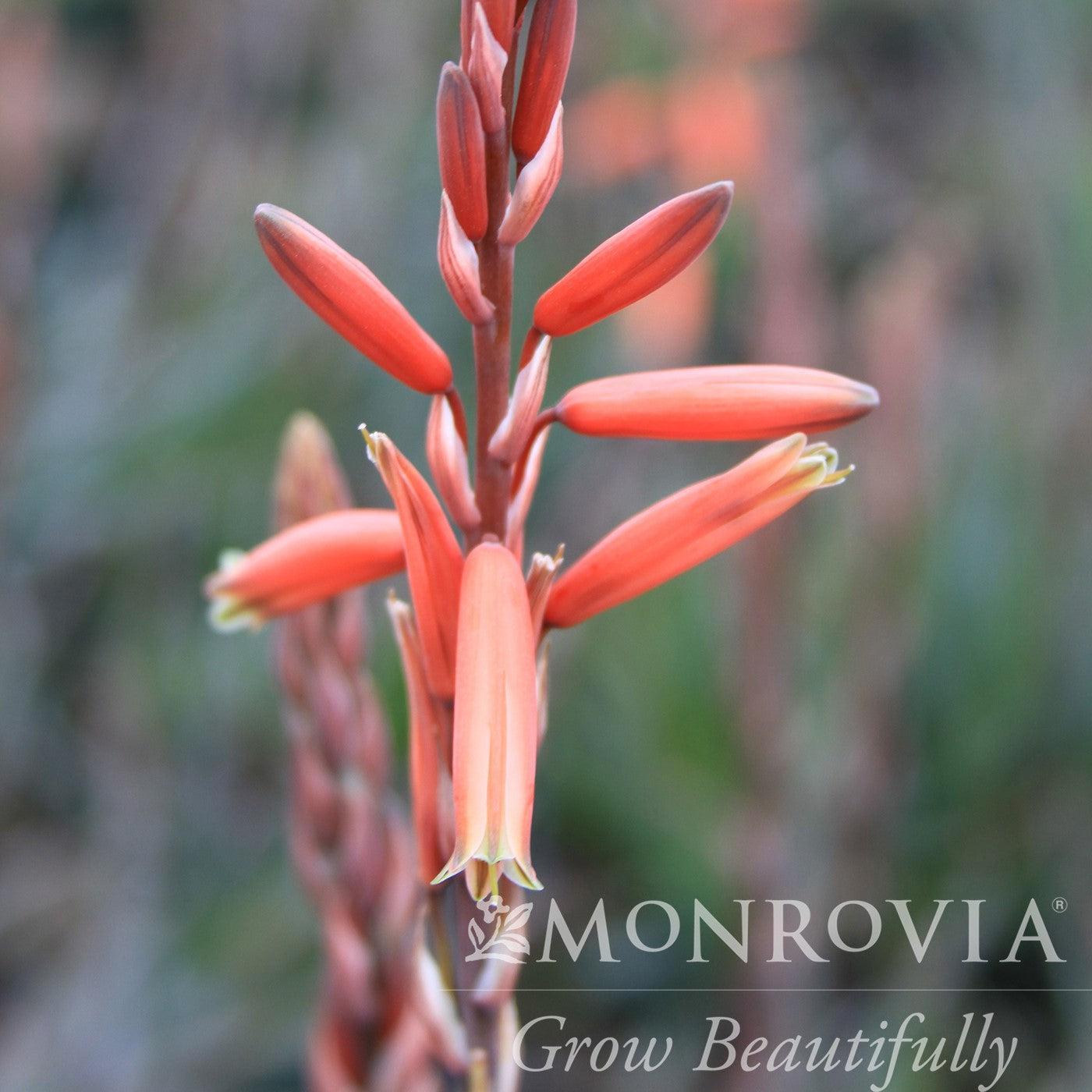 Aloe 'Blue Elf' ~ Monrovia® Blue Elf Aloe-ServeScape