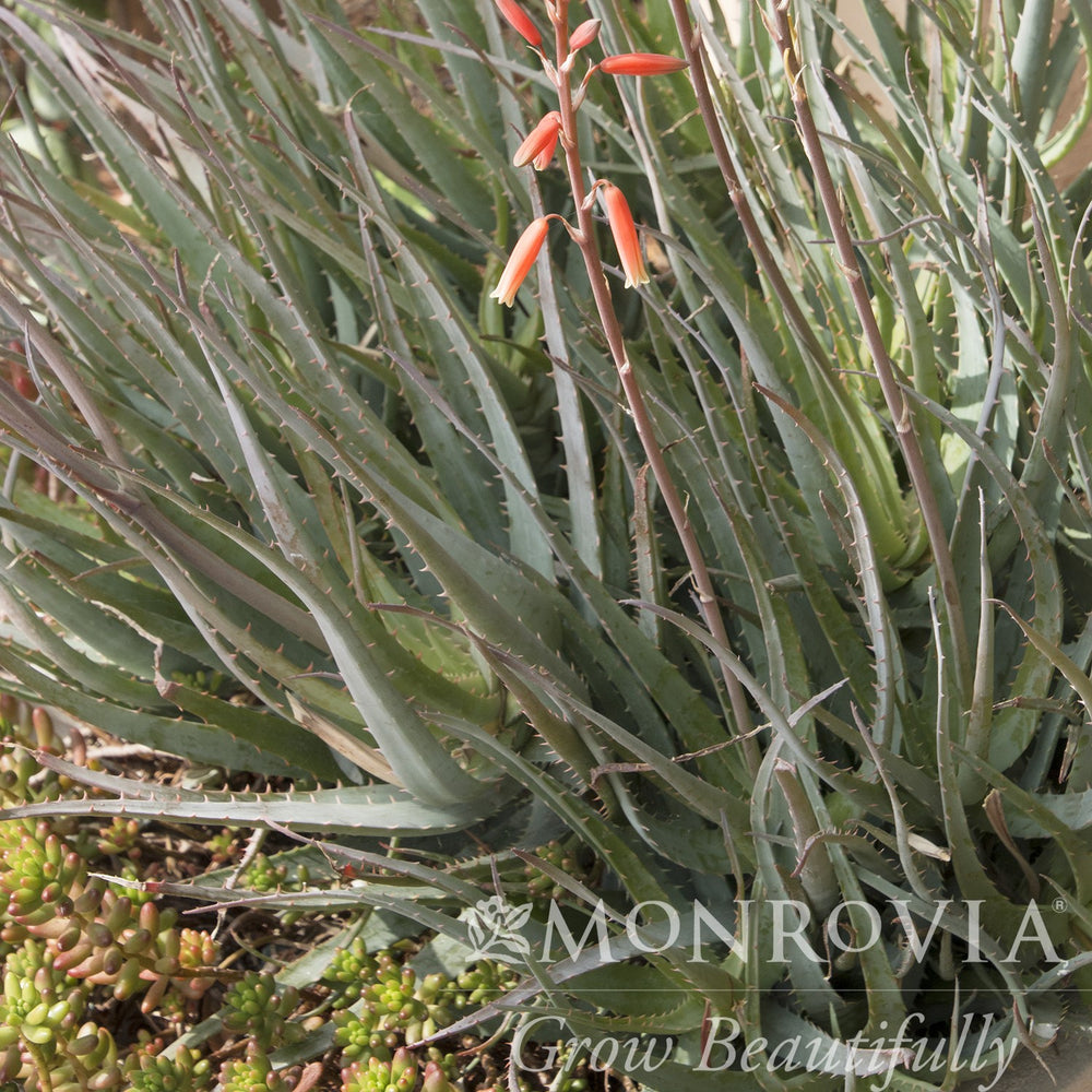 Aloe 'Blue Elf' ~ Monrovia® Blue Elf Aloe-ServeScape