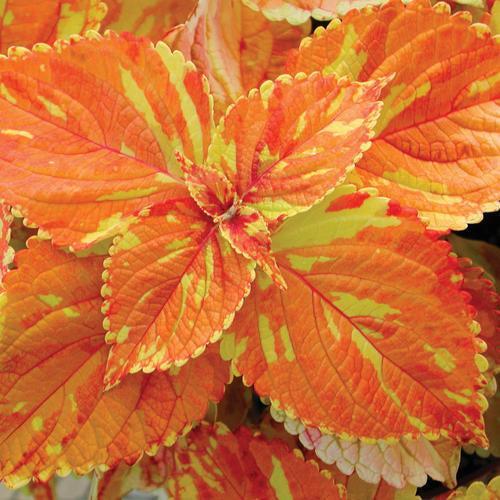 Solenostemon scutellarioides ‘Freckles’ ~ Freckles Coleus-ServeScape