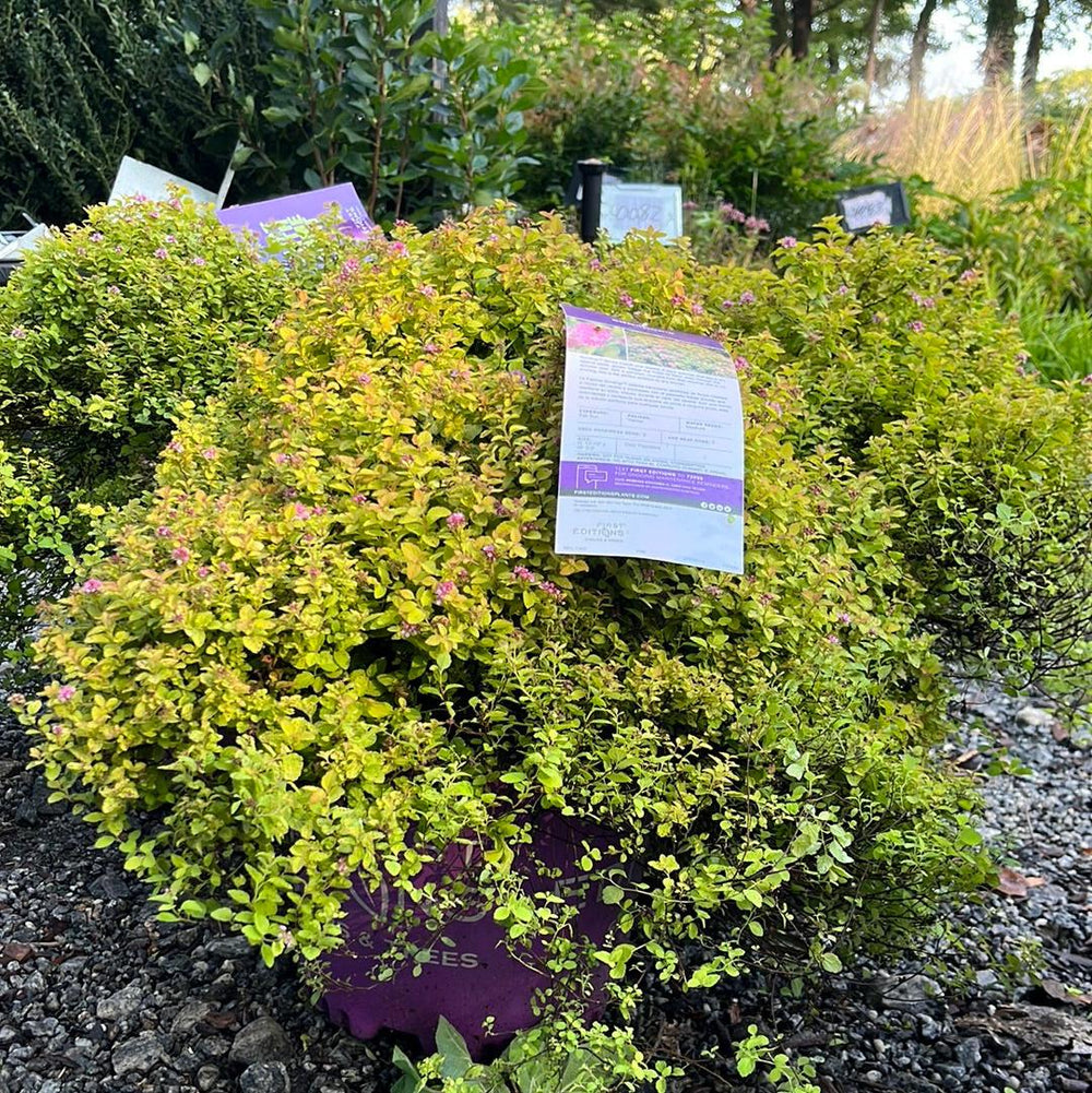Spiraea 'Bailcarol' ~ First Editions® Sundrop™ Spirea-ServeScape