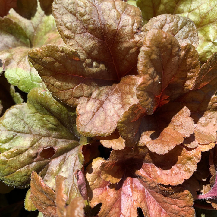 Heucherella 'Buttered Rum' ~ Buttered Rum Foamy Bells-ServeScape