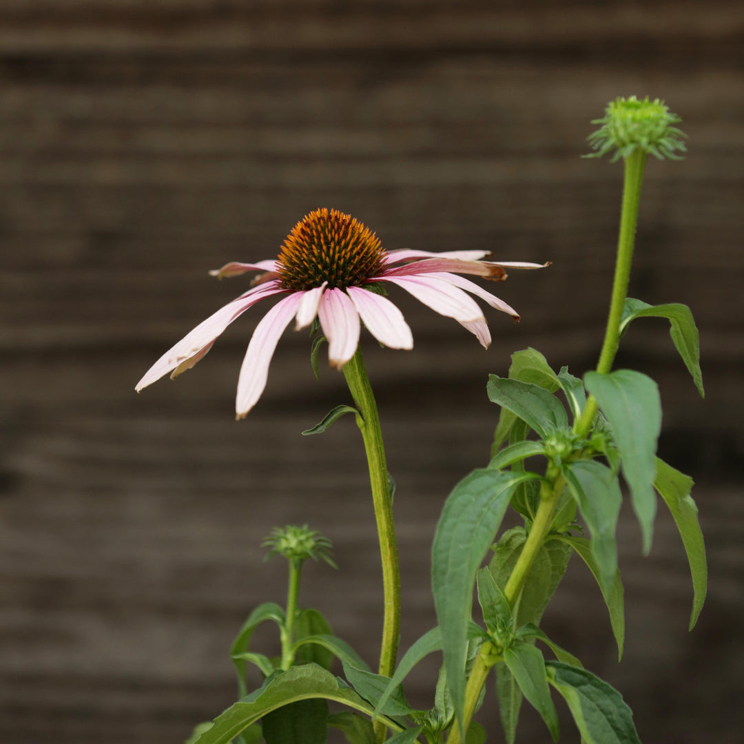 Echinacea purpurea 'PAS702917' ~ PowWow® Wild Berry Echinacea, Coneflower-ServeScape