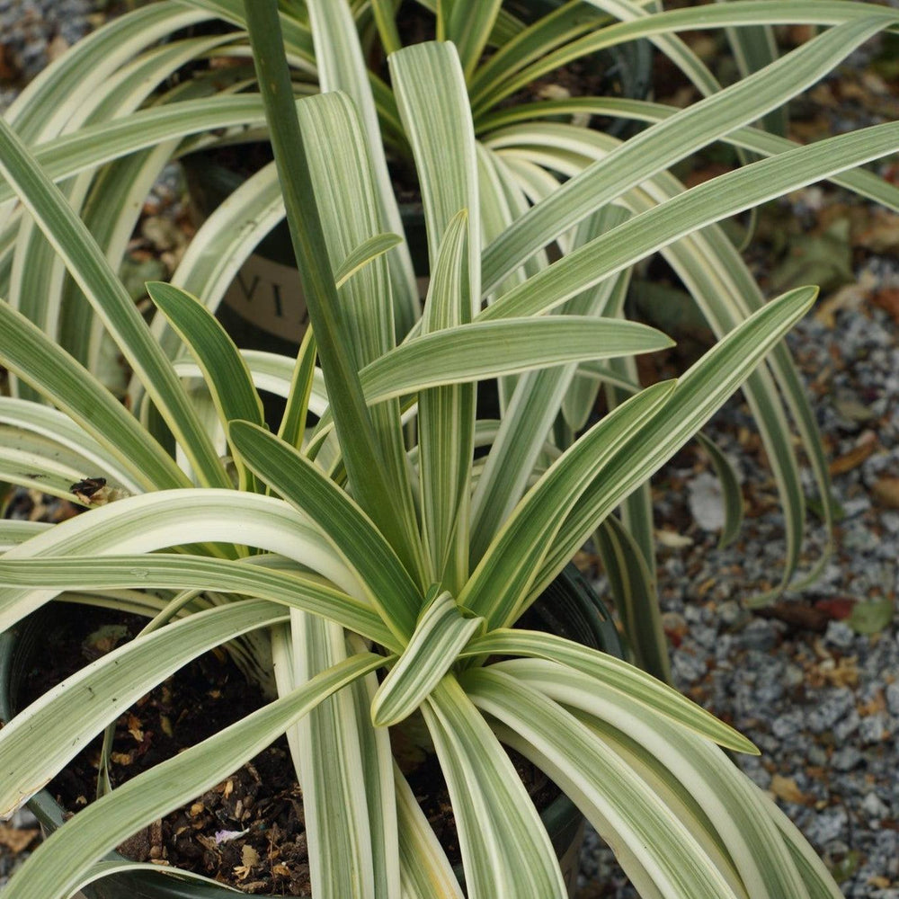 Agapanthus africanus 'MonKageyama' ~ Monrovia® Sun Stripe® Agapanthus-ServeScape