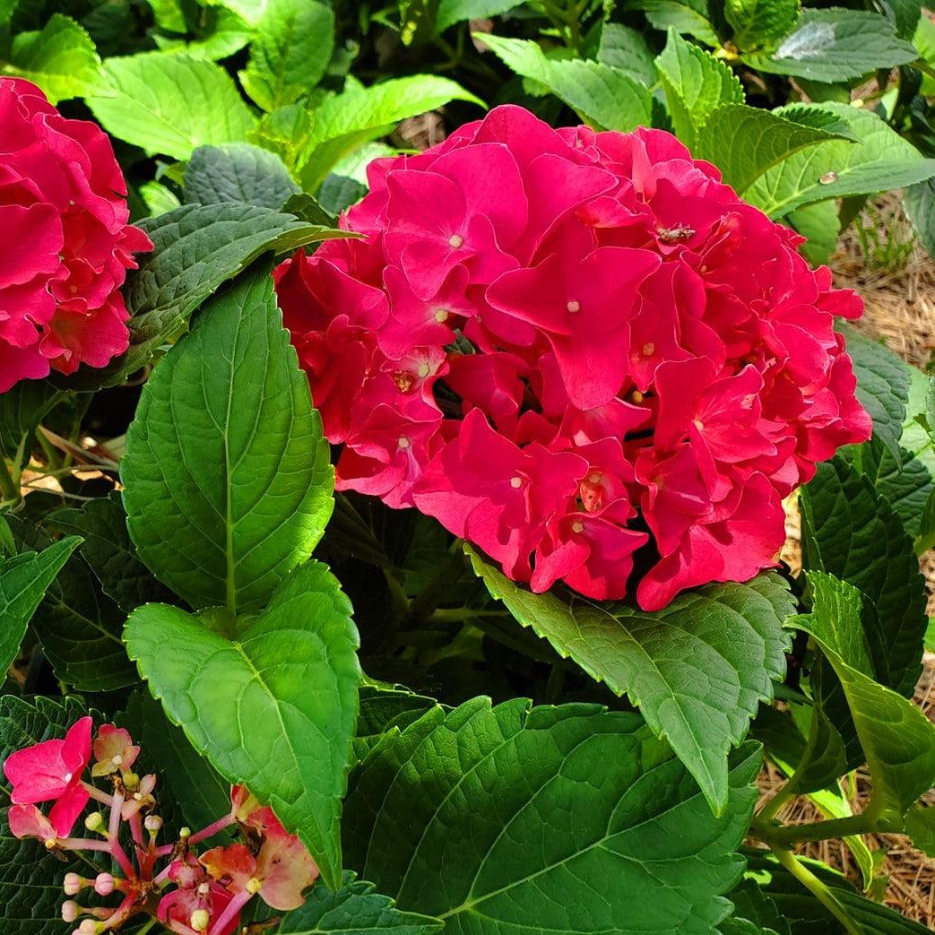 Hydrangea macrophylla 'Grefuglo' ~ Fuchsia Glow™ Hydrangea-ServeScape