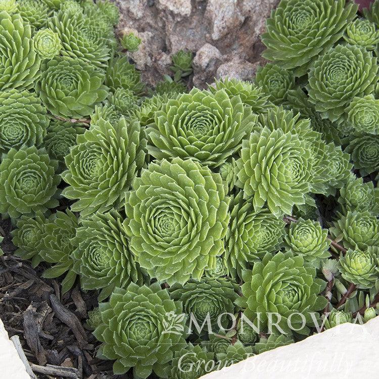 Sempervivum 'Green Wheel' ~ Monrovia® Green Wheel Hen's and Chicks, House Leek-ServeScape