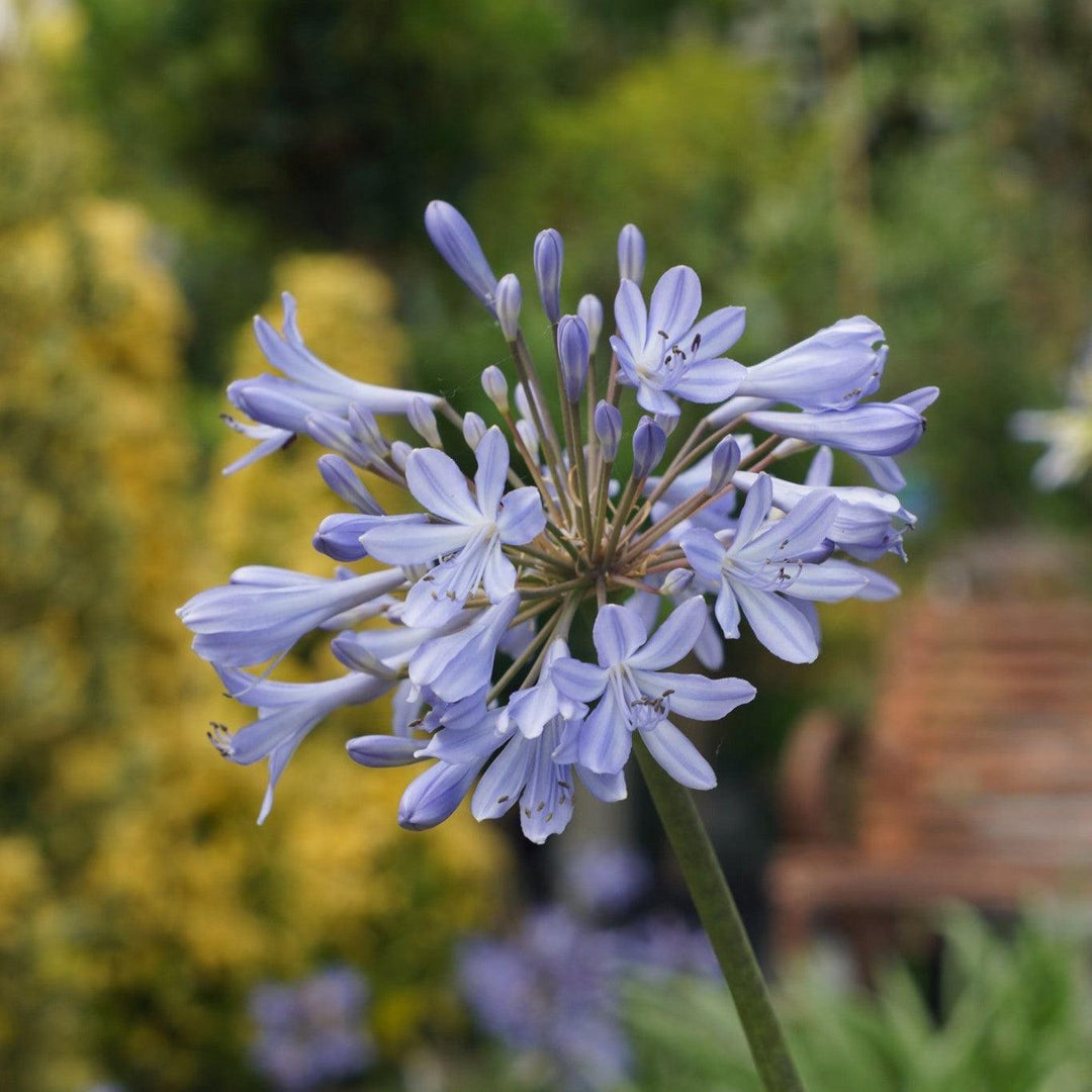 Agapanthus africanus 'MonKageyama' ~ Monrovia® Sun Stripe® Agapanthus-ServeScape