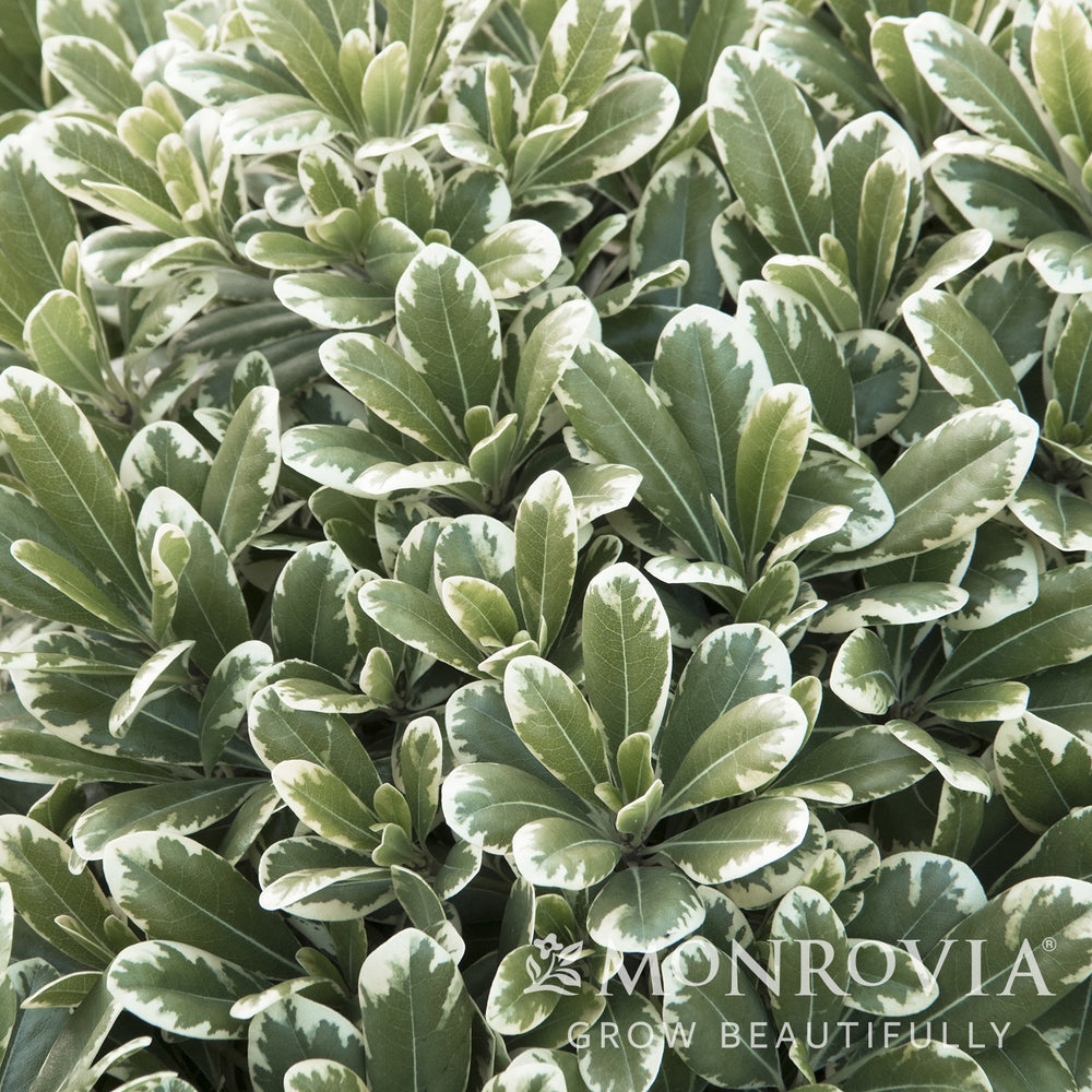 Pittosporum tobira 'Shima' ~ Monrovia® Cream De Mint™ Dwarf Pittosporum-ServeScape