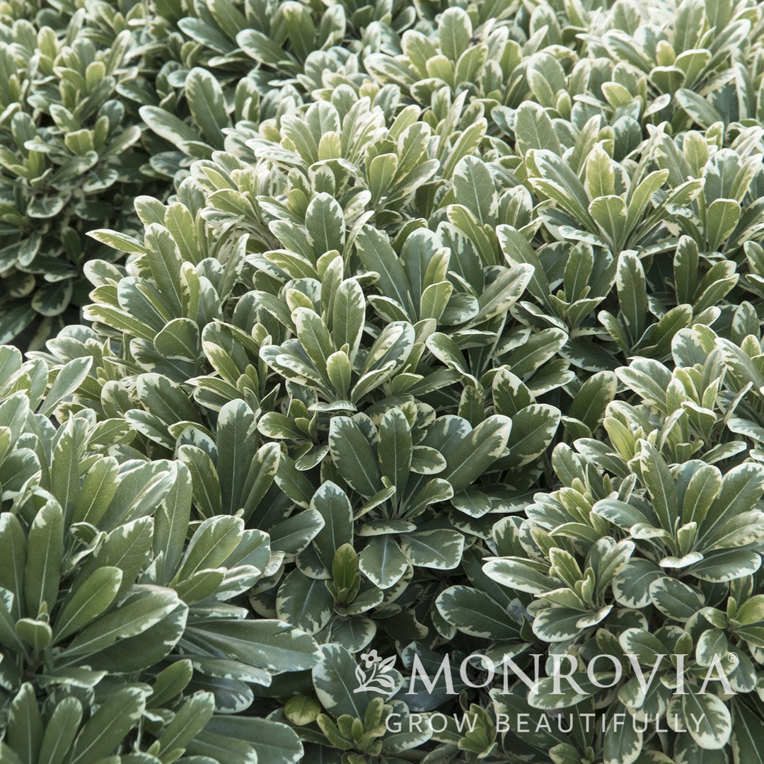 Pittosporum tobira 'Shima' ~ Monrovia® Cream De Mint™ Dwarf Pittosporum-ServeScape