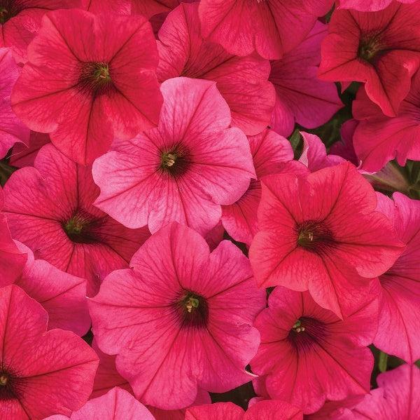 Petunia hybrid 'BHTUN9890' ~ PW® Supertunia Vista® Paradise Petunia-ServeScape