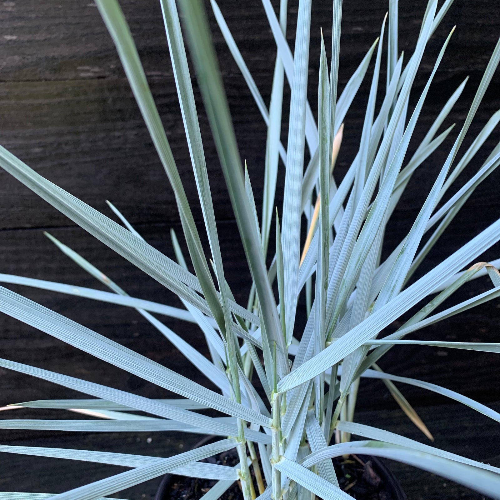 Leymus arenarius 'Blue Dune' ~ Blue Dune Lyme Grass-ServeScape