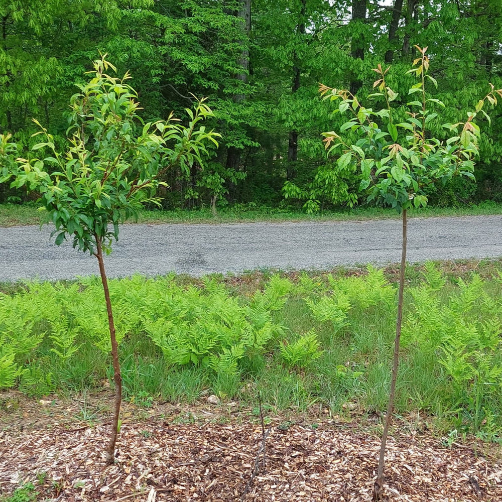 Pyrus 'AU-Cherry' ~ Au Cherry Plum-ServeScape