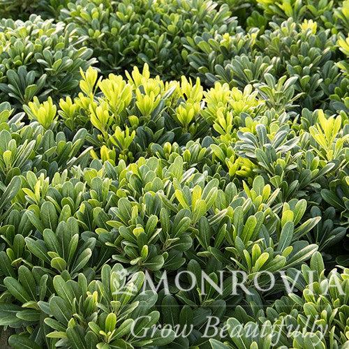 Pittosporum tobira 'Wheeler's Dwarf' ~ Monrovia® Wheeler's Dwarf Pittosporum, Japanese Mock Orange-ServeScape