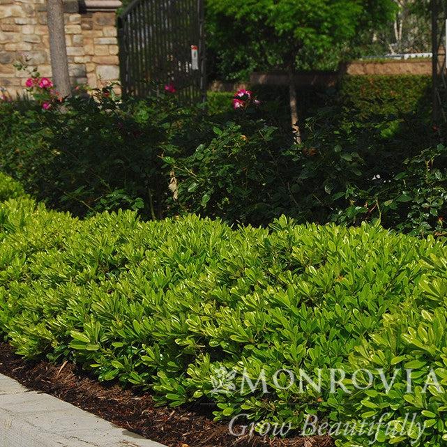 Pittosporum tobira 'Wheeler's Dwarf' ~ Monrovia® Wheeler's Dwarf Pittosporum, Japanese Mock Orange-ServeScape