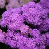Ageratum 'Wesagbubl' ~ Bumble™ Blue Floss Flower-ServeScape