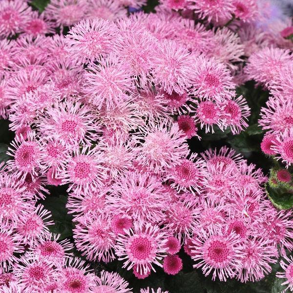 Ageratum 'Wesagburo' ~ Bumble™ Rose Floss Flower-ServeScape