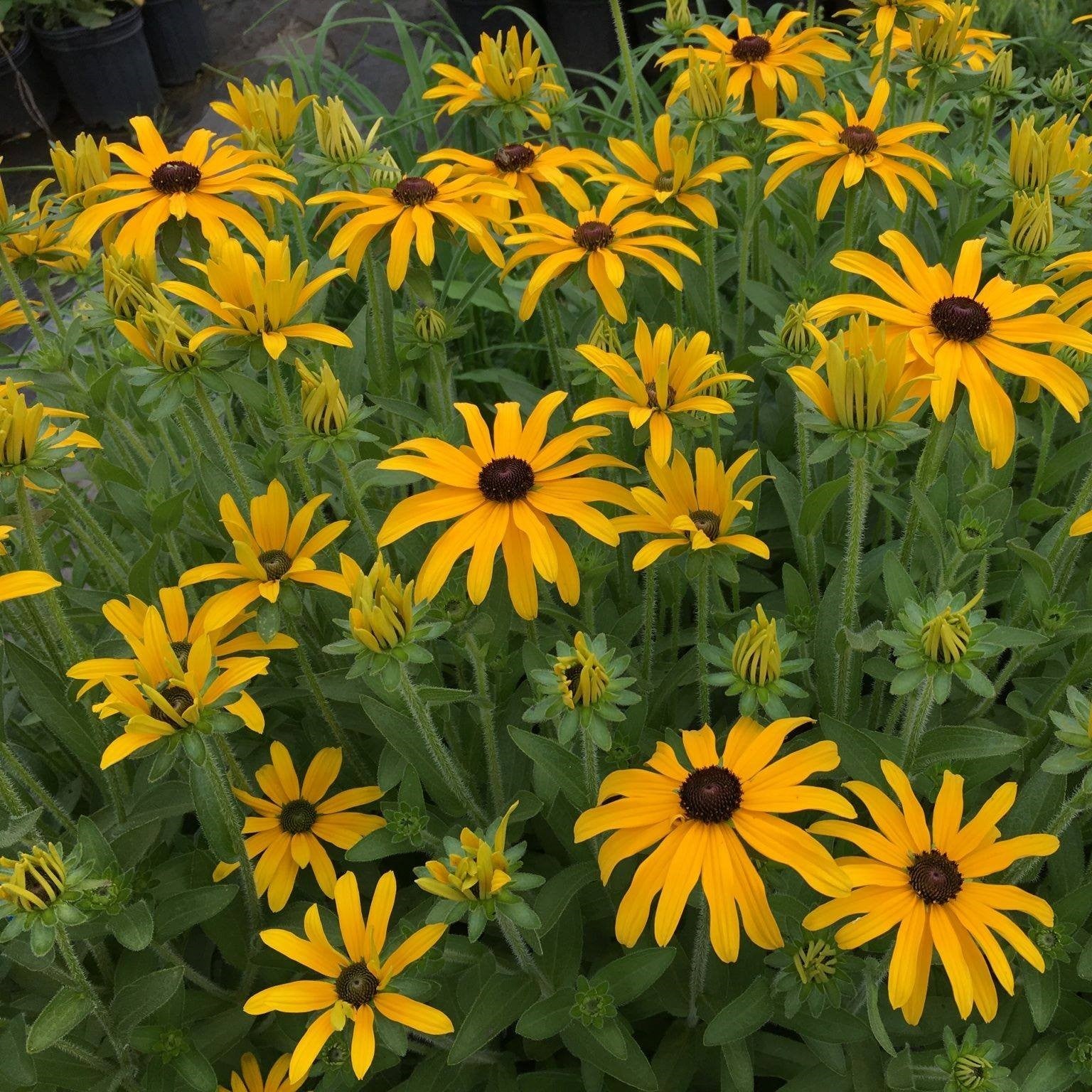 Rudbeckia x 'Glitters Like Gold' ~ Glitters Like Gold Black-Eyed Susan-ServeScape