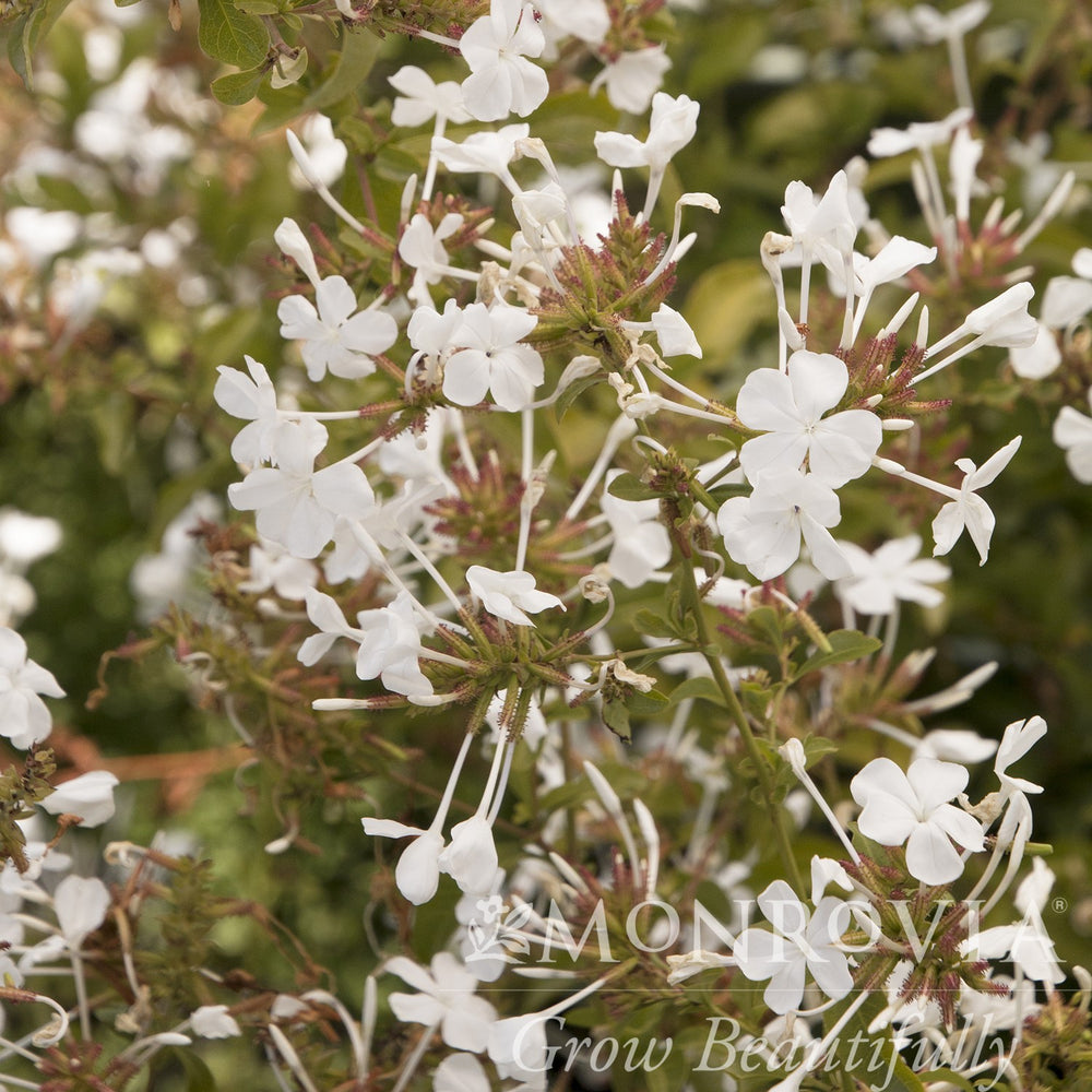 Plumbago auriculata 'Monite' PP #13,953 ~ Monrovia® White Cape® Plumbago-ServeScape