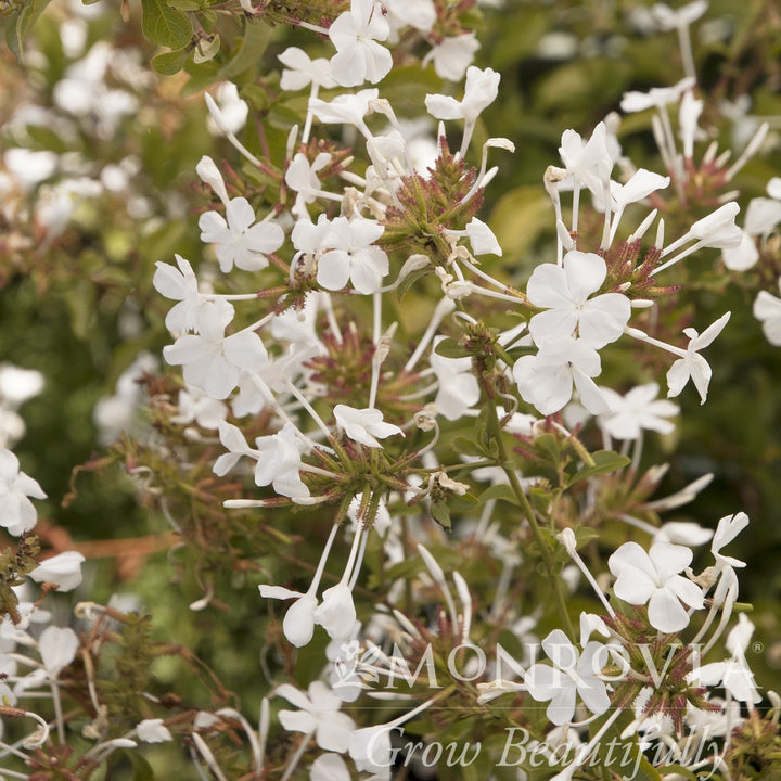 Plumbago auriculata 'Monite' PP #13,953 ~ Monrovia® White Cape® Plumbago-ServeScape