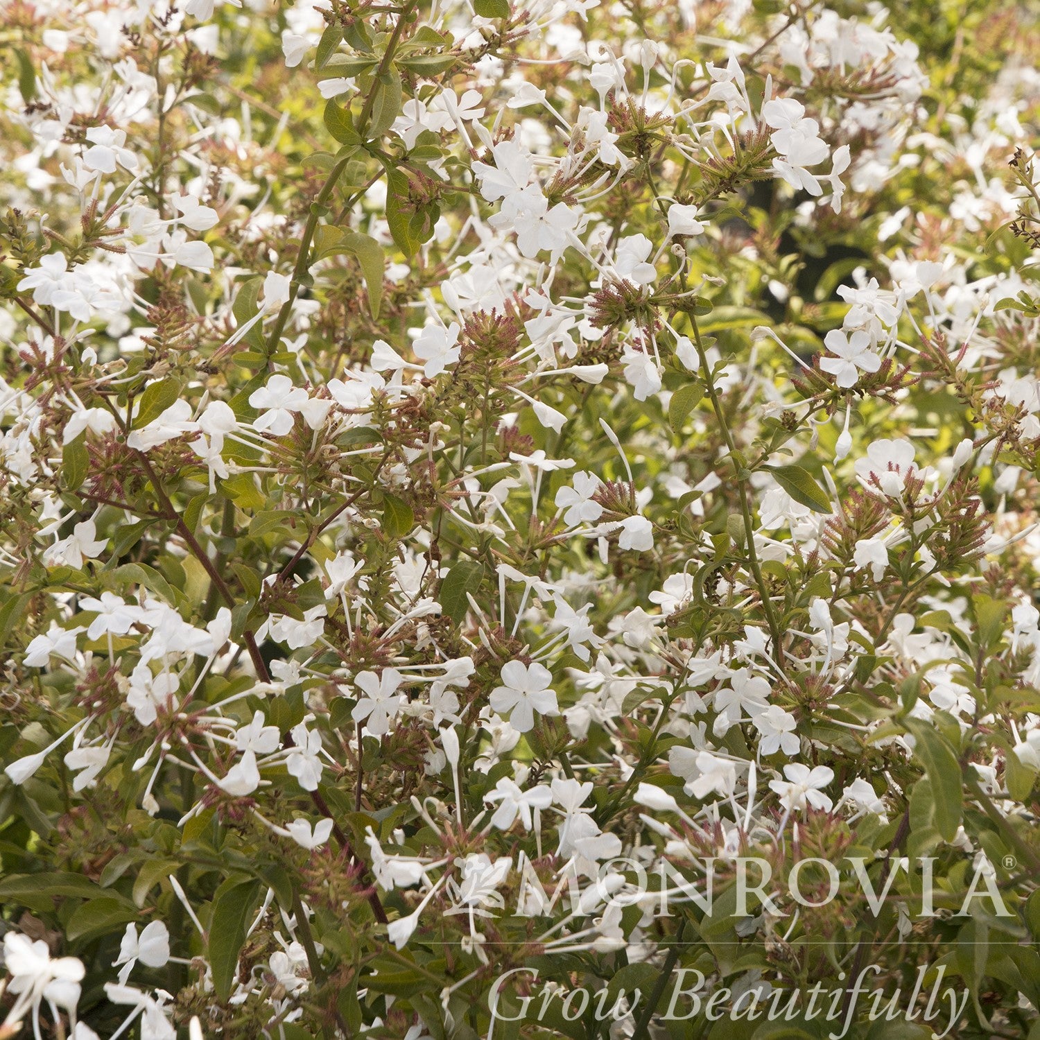 Plumbago auriculata 'Monite' PP #13,953 ~ Monrovia® White Cape® Plumbago-ServeScape