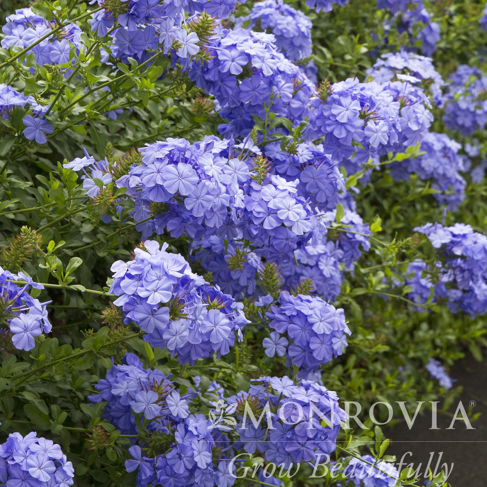 Plumbago auriculata 'Monott' ~ Monrovia® Royal Cape® Plumbago-ServeScape