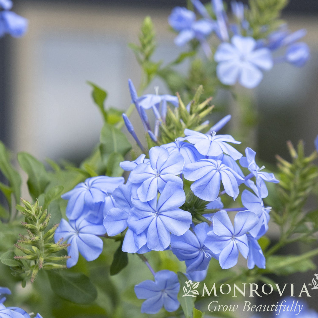 Plumbago auriculata 'Monott' ~ Monrovia® Royal Cape® Plumbago-ServeScape