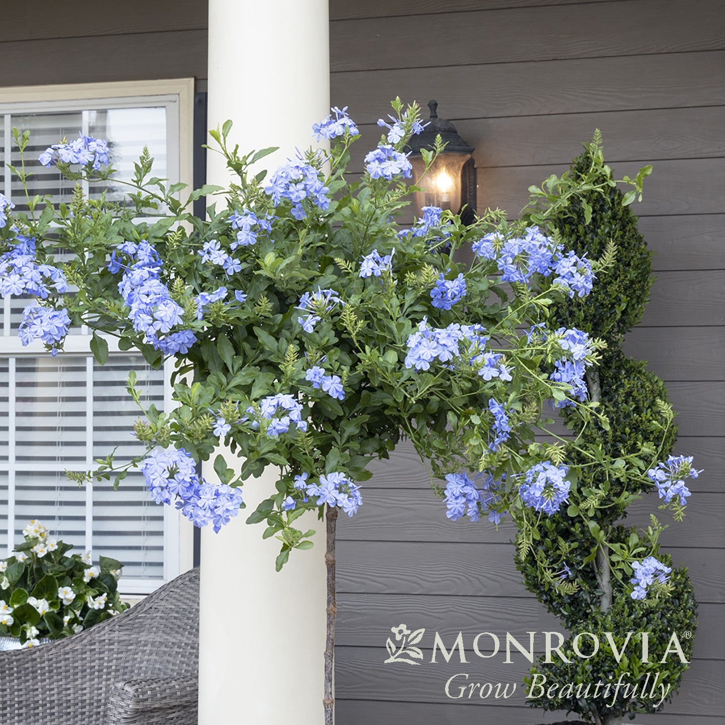 Plumbago auriculata 'Monott' ~ Monrovia® Royal Cape® Plumbago-ServeScape