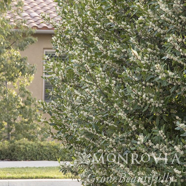 Prunus caroliniana 'Monus' ~ Monrovia® Bright & Tight Laurel-ServeScape