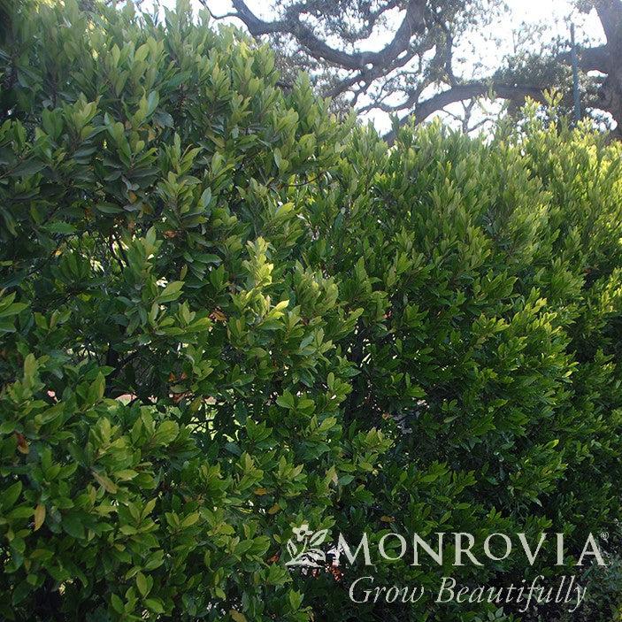 Prunus caroliniana 'Monus' ~ Monrovia® Bright & Tight Laurel-ServeScape