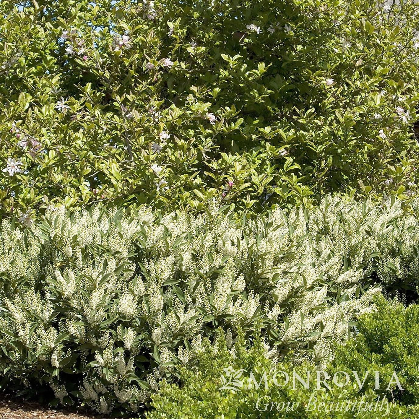 Prunus laurocerasus 'Otto Luyken' ~ Monrovia® Otto Luyken English Laurel-ServeScape
