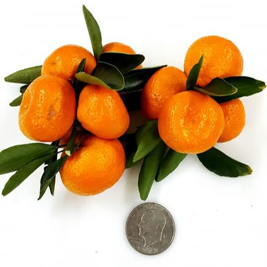 Citrus kinokuni ~ Kishu Mandarin, Georgia Kiss-ServeScape