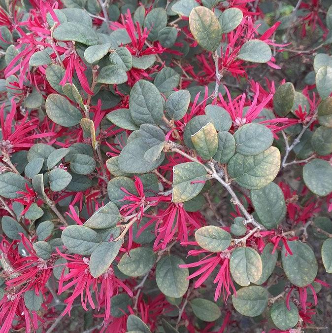 Loropetalum chinense 'Red Chocolate' ~Red Chocolate Fringe Flower-ServeScape