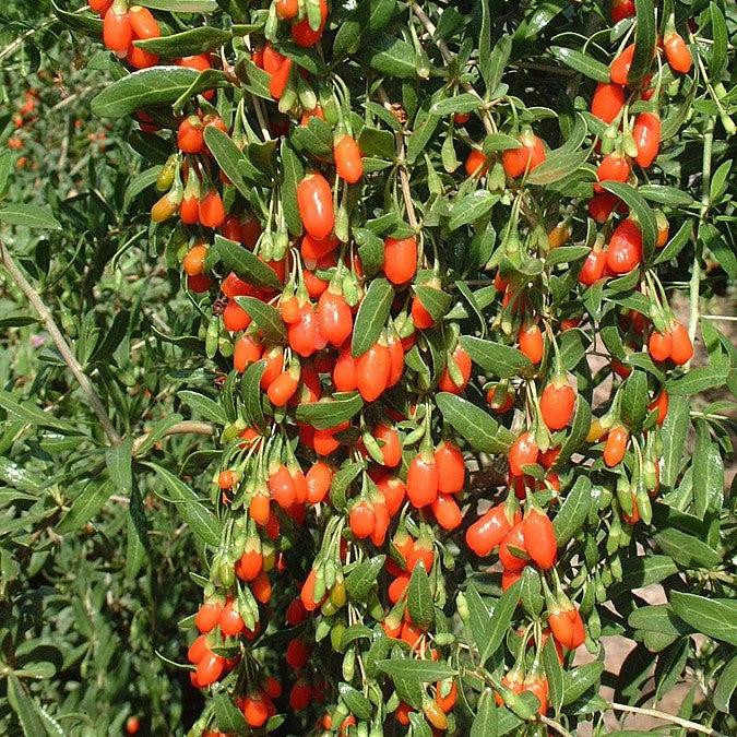 Lycium barbarum ~ Goji Berry, Wolfberies-ServeScape