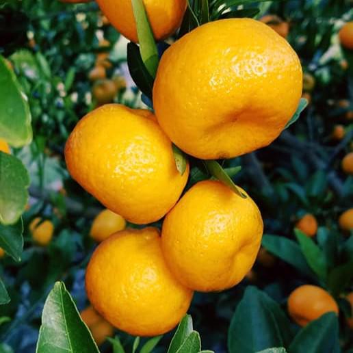 Citrus kinokuni ~ Kishu Mandarin, Georgia Kiss-ServeScape