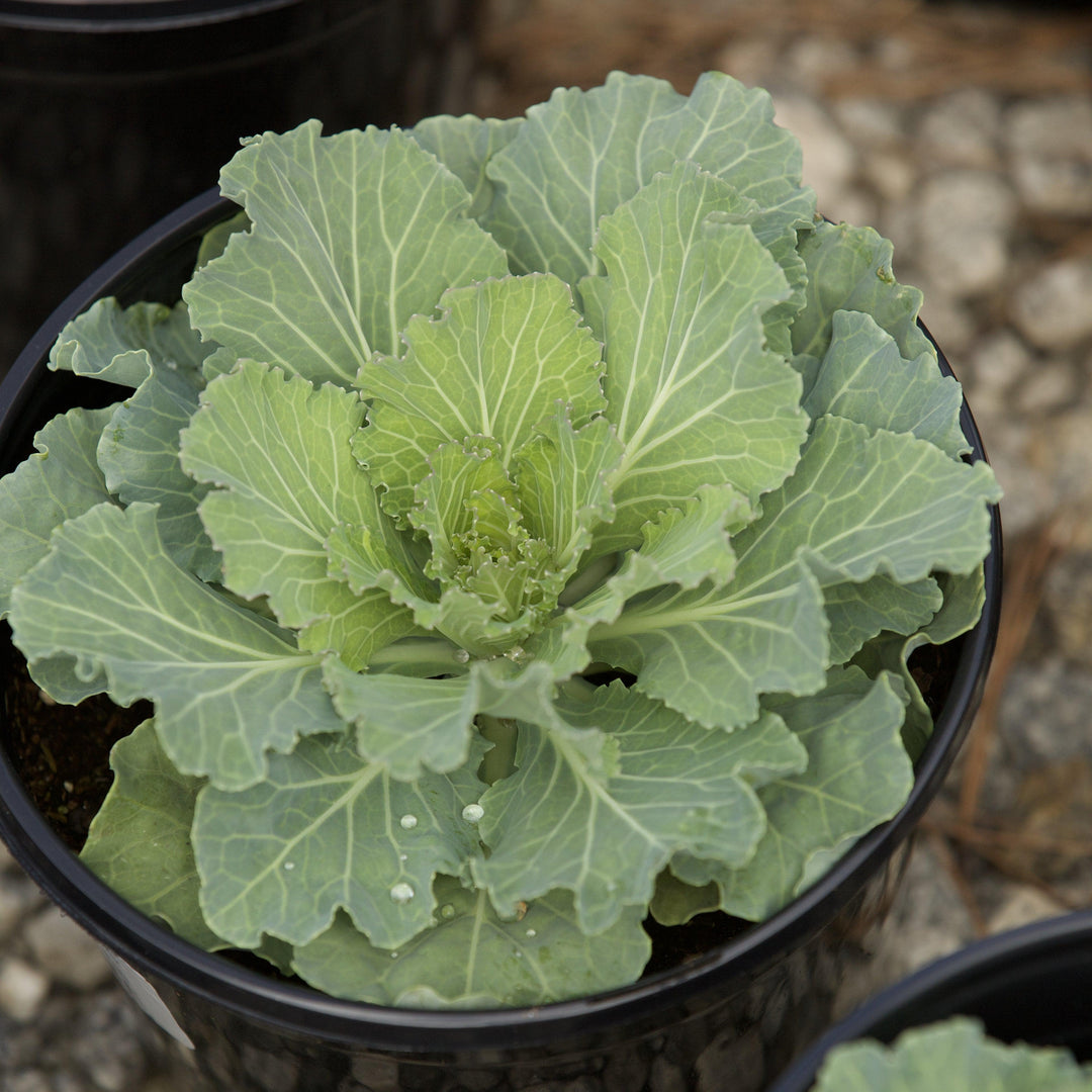 Brassica oleracea (Acephala Group) 'Osaka White' ~ Osaka White Ornamental Cabbage-ServeScape