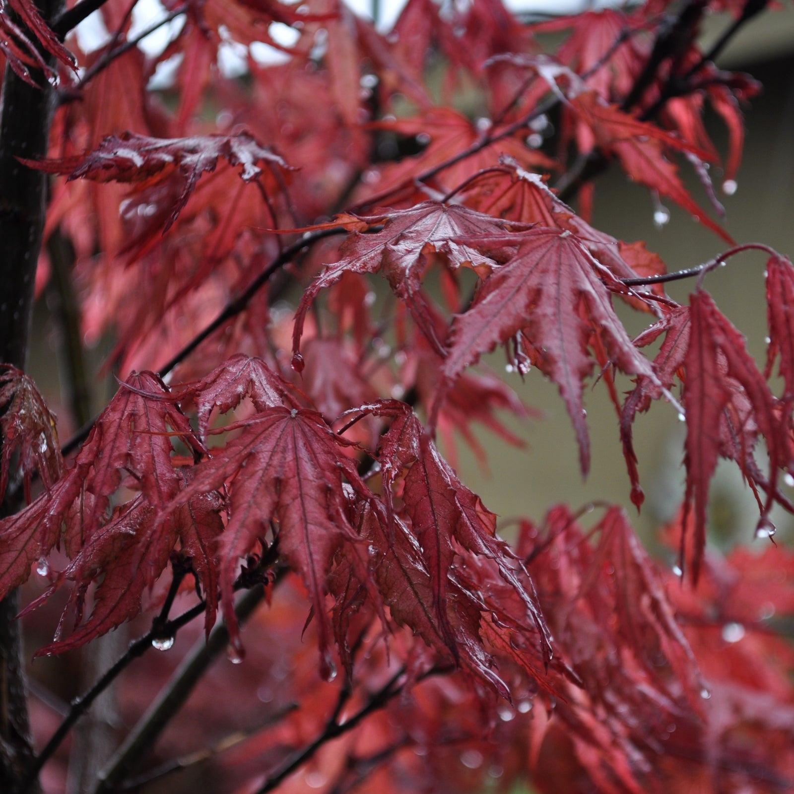 Acer palmatum 'Purple Ghost' ~ Purple Ghost Japanese Maple-ServeScape