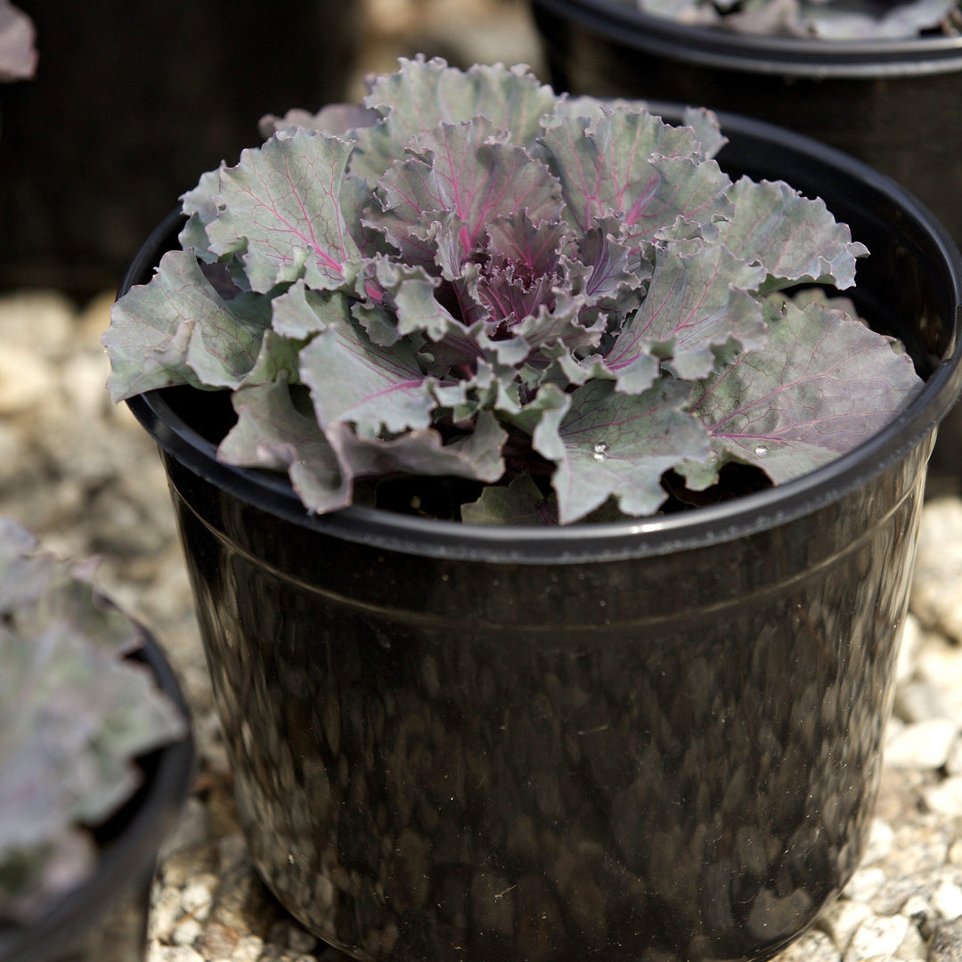 Brassica oleracea (Acephala Group) 'Osaka Red' ~ Osaka Red Ornamental Cabbage-ServeScape