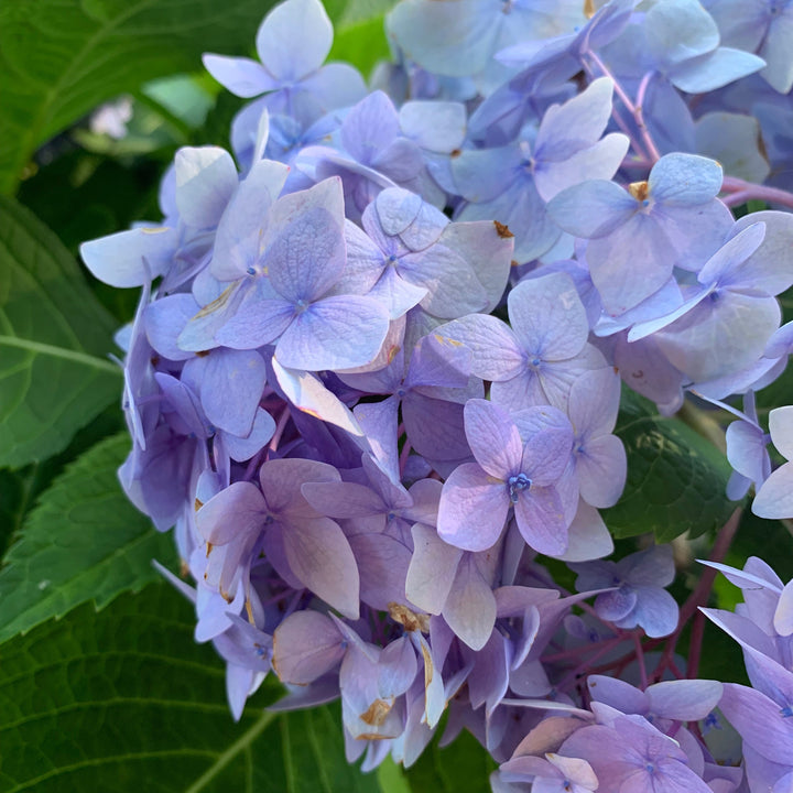 Hydrangea macrophylla 'Bailmer’ ~ Endless Summer® The Original Hydrangea-ServeScape