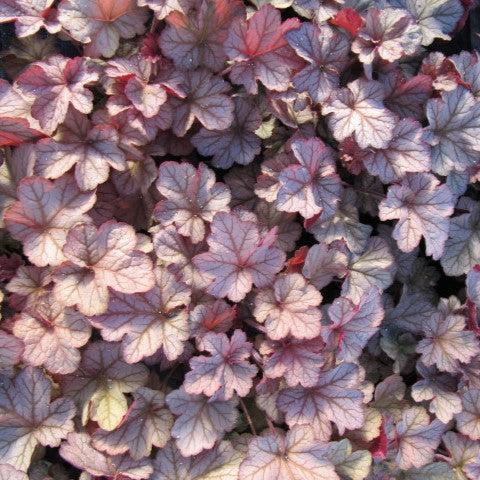 Heuchera 'Tiramisu' ~ Tiramisu Coral Bells-ServeScape