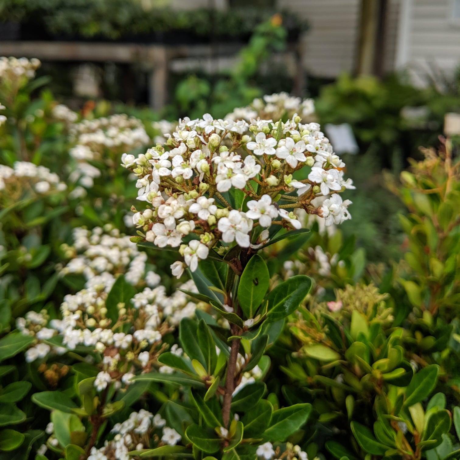 Viburnum obovatum 'Raulston Hardy' ~ Raulston Hardy Viburnum-ServeScape