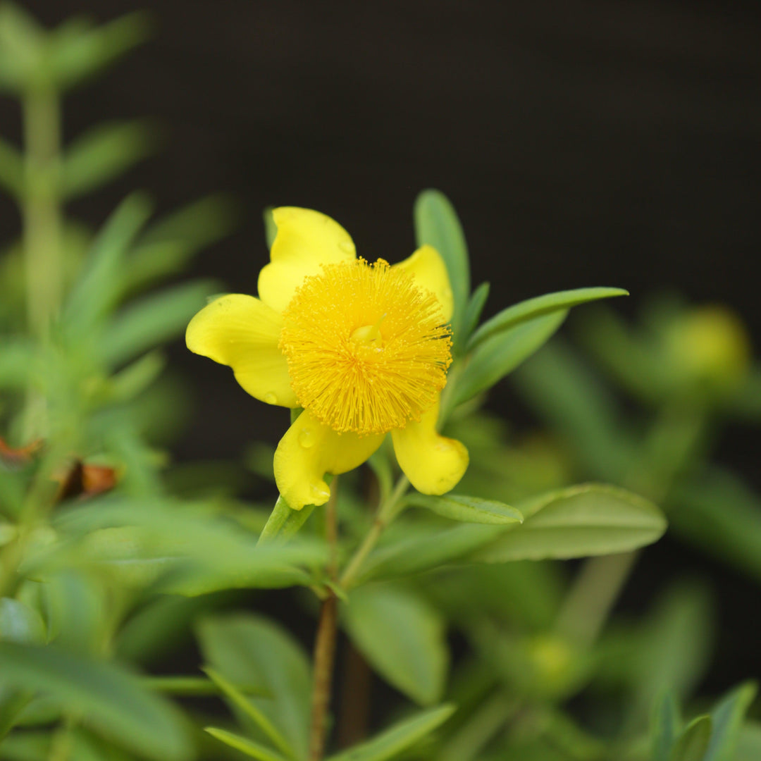 Hypericum frondosum 'Sunburst' ~ Sunburst St. John's Wort-ServeScape