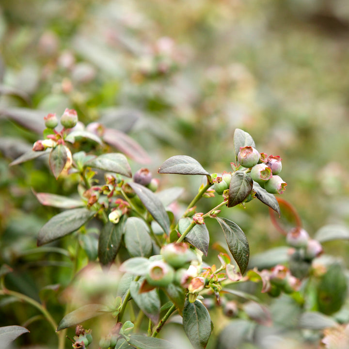 Vaccinium ashei 'Premier' ~ Premier Rabbiteye Blueberry-ServeScape