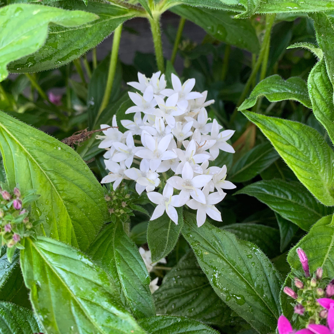 Pentas lanceolata 'Graffiti OG Mix' ~ Graffiti® OG Mix Star Flower-ServeScape
