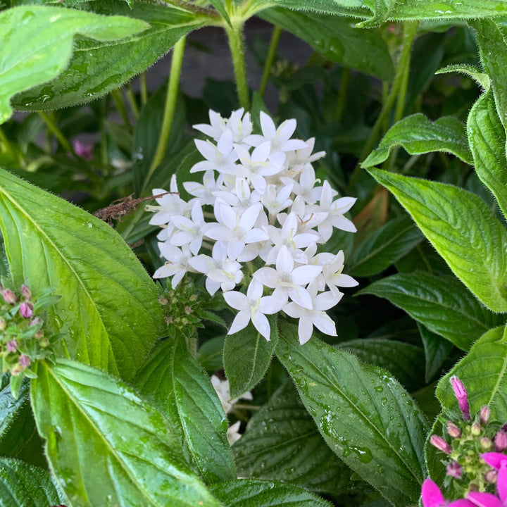 Pentas lanceolata 'Graffiti OG Mix' ~ Graffiti® OG Mix Star Flower-ServeScape
